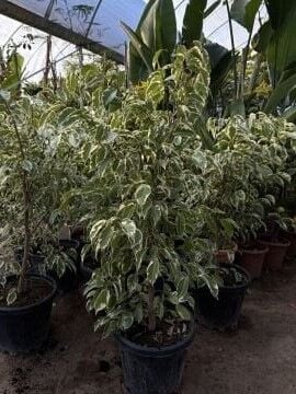 Alacalı Benjamin  (Ficus benjamina ‘Variegata’)