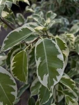 Alacalı Benjamin  (Ficus benjamina ‘Variegata’)