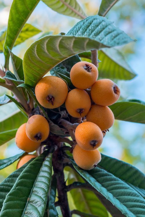 Malta Eriği (Yeni Dünya) Fidanı – Eriobotrya japonica