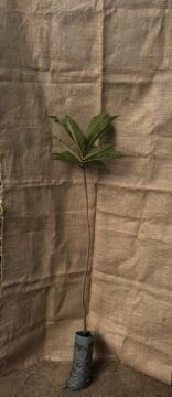 Malta Eriği (Yeni Dünya) Fidanı – Eriobotrya japonica