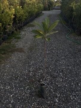 Malta Eriği (Yeni Dünya) Fidanı – Eriobotrya japonica