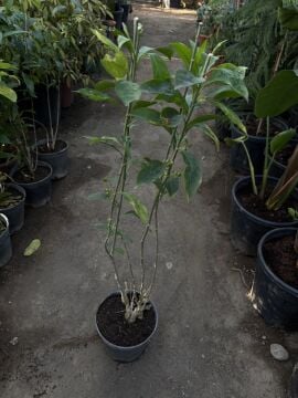 Gece Yasemini Fidanı (Cestrum nocturnum)