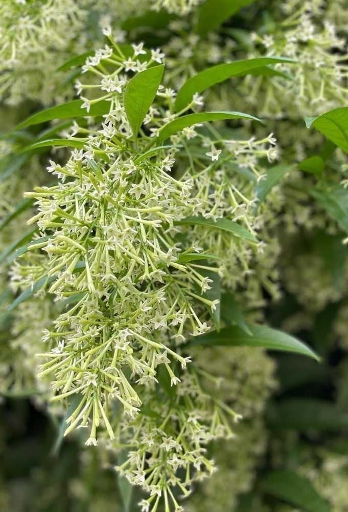 Gece Yasemini Fidanı (Halk Arasında Melisa Olarak Bilinir) – Cestrum Nocturn