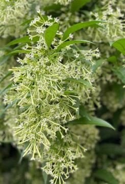 Gece Yasemini Fidanı (Cestrum nocturnum)