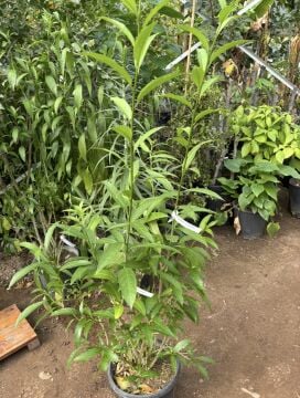 Gece Yasemini Fidanı (Halk Arasında Melisa Olarak Bilinir) – Cestrum Nocturn