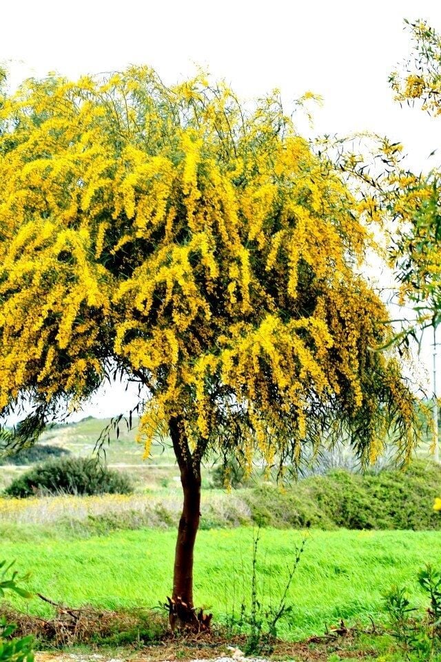 Kıbrıs Akasyası Fidanı (Acacia saligna)