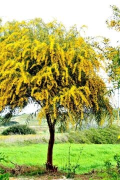 Kıbrıs Akasyası Fidanı (Acacia saligna)