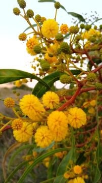 Kıbrıs Akasyası Fidanı (Acacia saligna)
