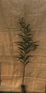 Kıbrıs Akasyası Fidanı (Acacia saligna)