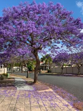 Jakaranda Fidanı (Jacaranda mimosifolia)