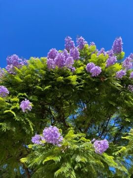 Jakaranda Fidanı (Jacaranda mimosifolia)