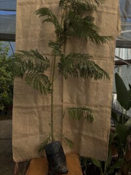 Jakaranda Fidanı (Jacaranda mimosifolia)