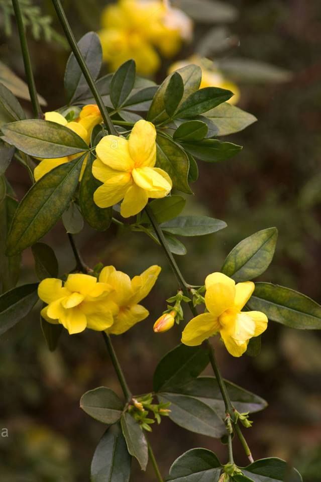 Sarı Yasemin Fidanı – Mis Kokulu Tırmanıcı Çalı