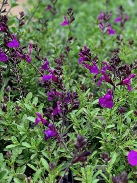 Salvia microphylla Fidanı – Kokulu Yapraklı, Uzun Çiçeklenme Dönemli Süs Bitkisi