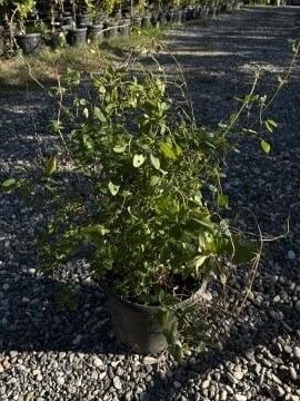 Salvia microphylla Fidanı – Kokulu Yapraklı, Uzun Çiçeklenme Dönemli Süs Bitkisi