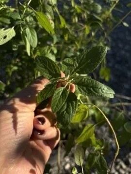 Salvia microphylla Fidanı – Kokulu Yapraklı, Uzun Çiçeklenme Dönemli Süs Bitkisi