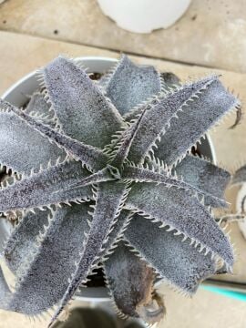 Dyckia marnier-lapostollei