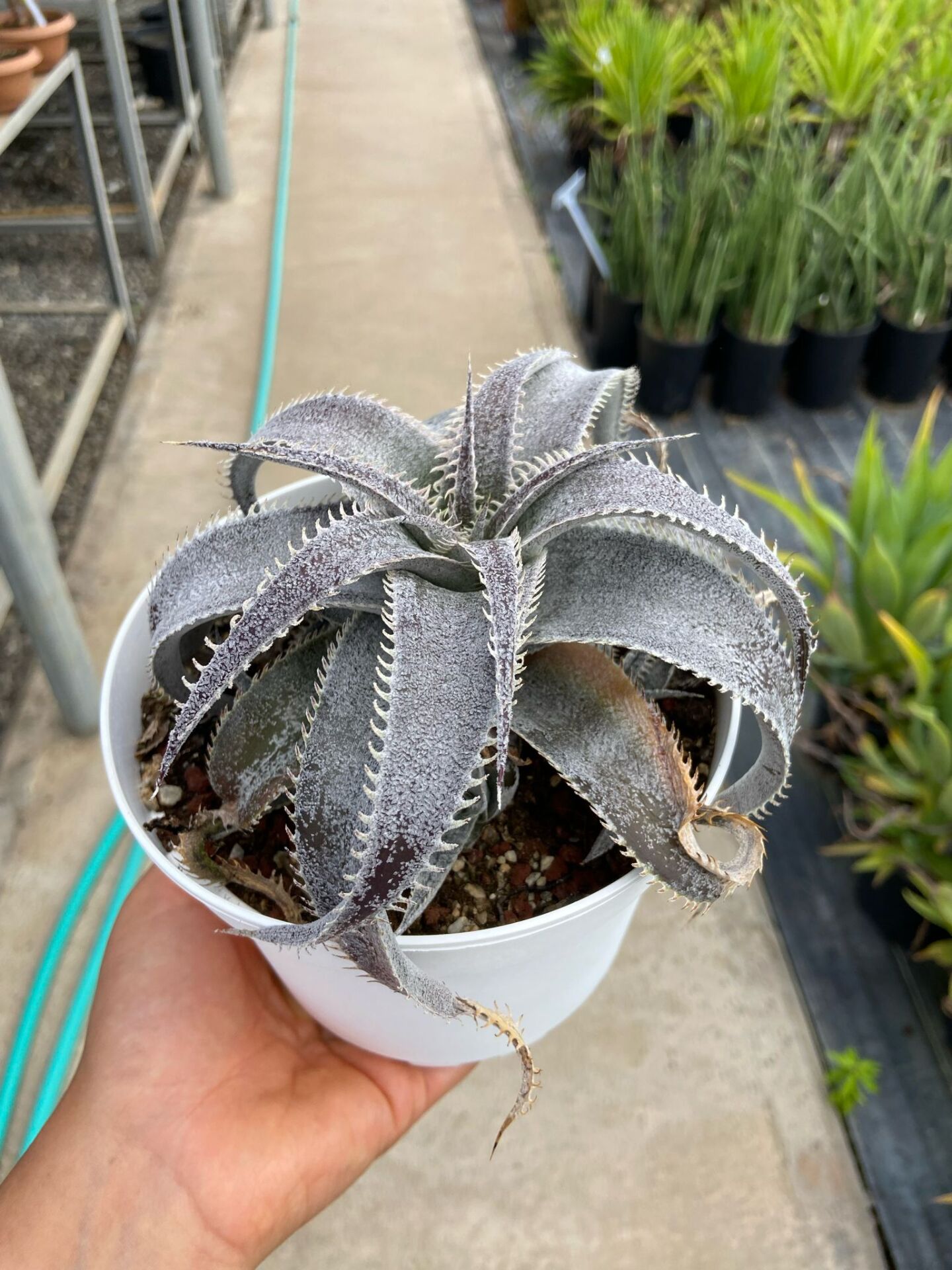 Dyckia marnier-lapostollei