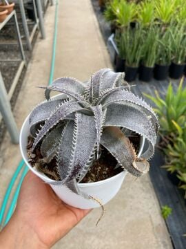 Dyckia marnier-lapostollei