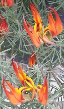 Papağan Gagası Bitkisi (Lotus berthelotii)