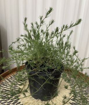 Papağan Gagası Bitkisi (Lotus berthelotii)