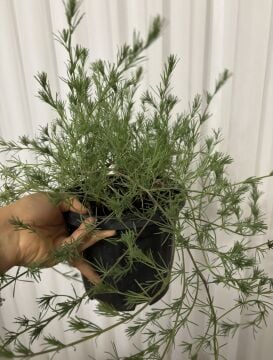 Papağan Gagası Bitkisi (Lotus berthelotii)