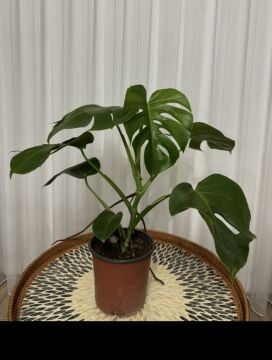 Deve Tabanı Bitkisi (Monstera deliciosa)