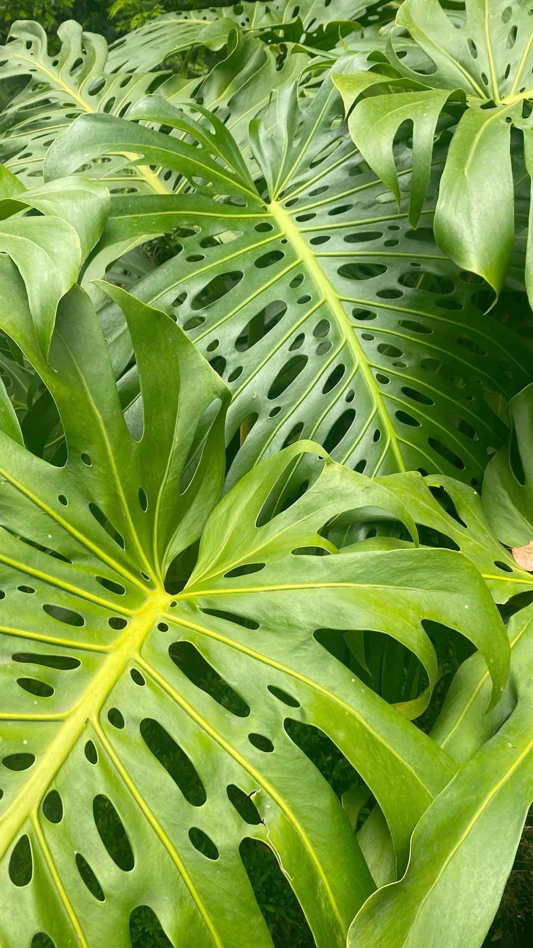 Deve Tabanı Bitkisi (Monstera deliciosa)