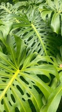 Deve Tabanı Bitkisi (Monstera deliciosa)