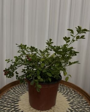 Turunç Yasemini (Murraya paniculata)