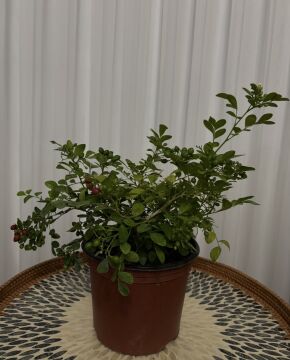 Turunç Yasemini (Murraya paniculata)
