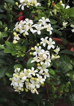 Turunç Yasemini (Murraya paniculata)