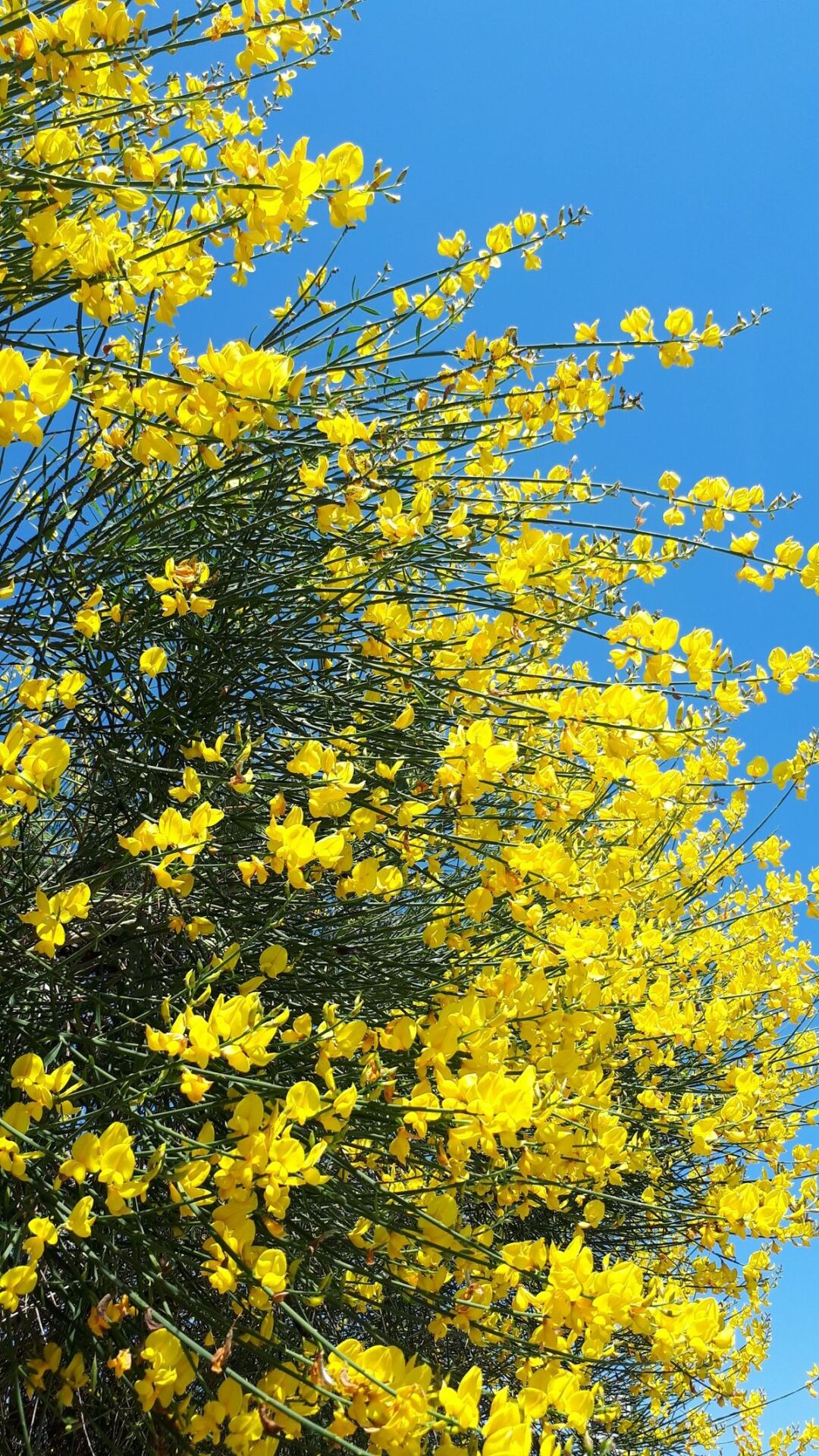 Spartium junceum – Katır Tırnağı (İspanyol Süpürgesi)