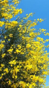 Spartium junceum – Katır Tırnağı (İspanyol Süpürgesi)