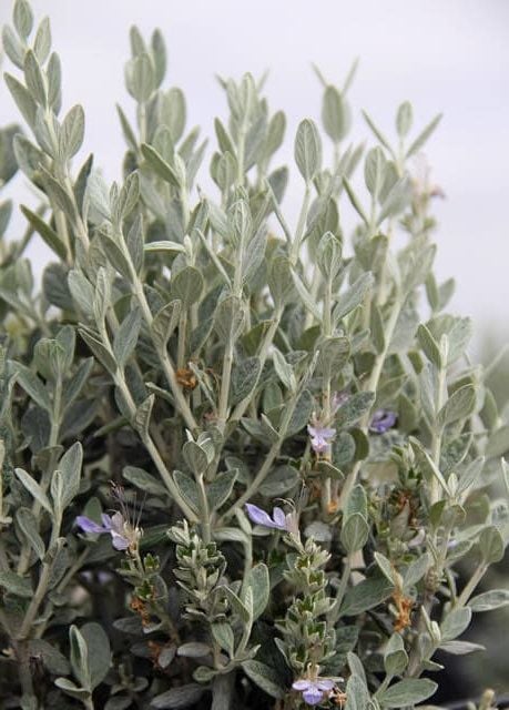 Teucrium fruticans – Teikriyum (Zeytin Çalısı)
