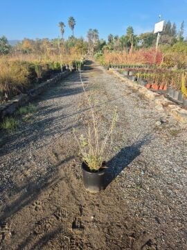 Teucrium fruticans – Teikriyum (Zeytin Çalısı)