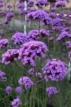 Kelebek Verbenası Fidanı (Verbena bonariensis)