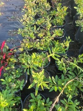 Kelebek Verbenası Fidanı