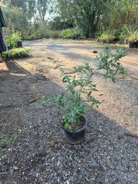 Doğal Hayıt Fidanı