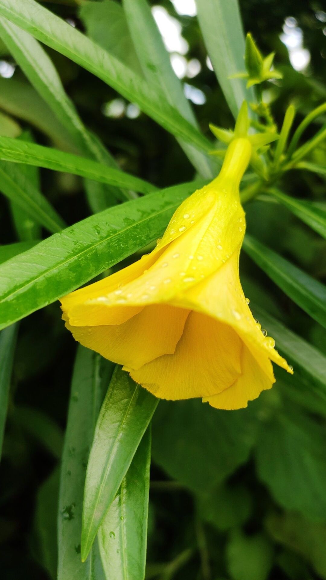 Thevetia peruviana – Peru Zakkumu (Sarı Renk)