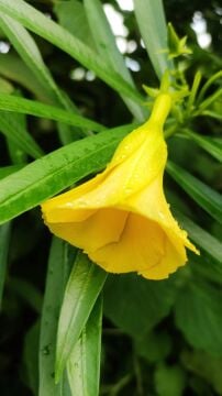 Thevetia peruviana – Peru Zakkumu (Sarı Renk)