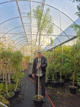 Thevetia peruviana – Peru Zakkumu (Sarı Renk)