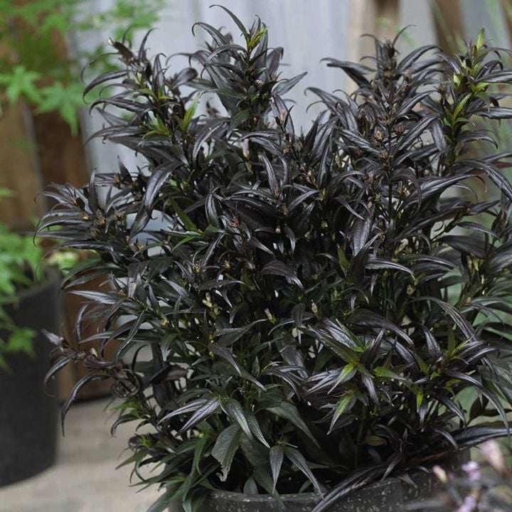 Strobilanthes anisophylla ‘Brunetthy’ – Mor Yapraklı Strobilanthes