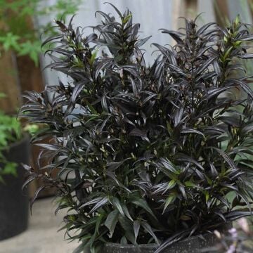 Strobilanthes anisophylla ‘Brunetthy’ – Mor Yapraklı Strobilanthes