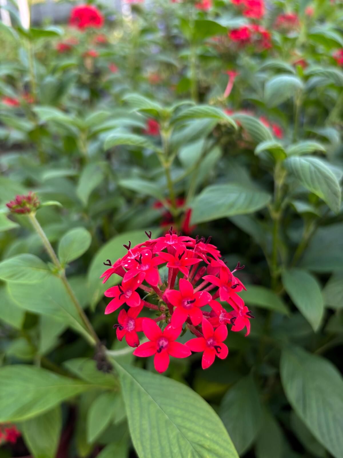 Pentas lanceolata – Pentas Çiçeği (Kırmızı Renk)