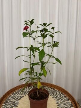 Pentas lanceolata – Pentas Çiçeği (Kırmızı Renk)