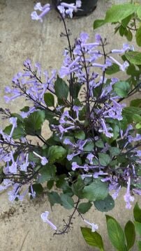 Plectranthus ‘Mona Lavender’ (Mor Çiçekli Plectranthus)