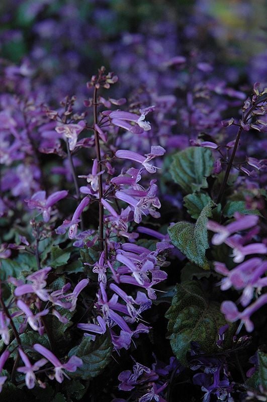 Plectranthus ‘Mona Lavender’ (Mor Çiçekli Plectranthus)
