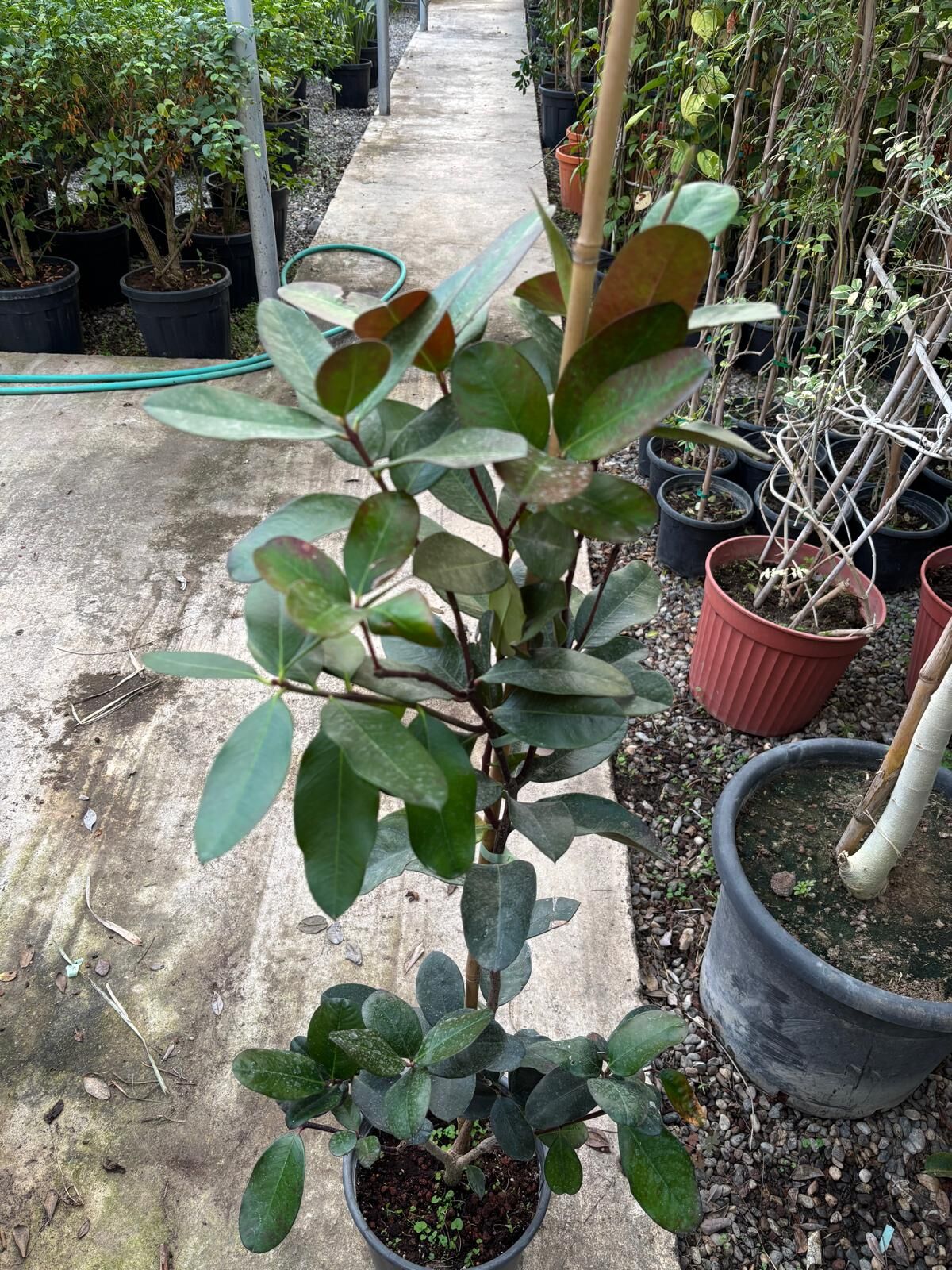 Persa Defnesi Fidanı