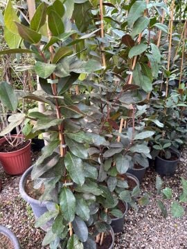 Persa Defnesi Fidanı